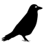 Crowlingo icon