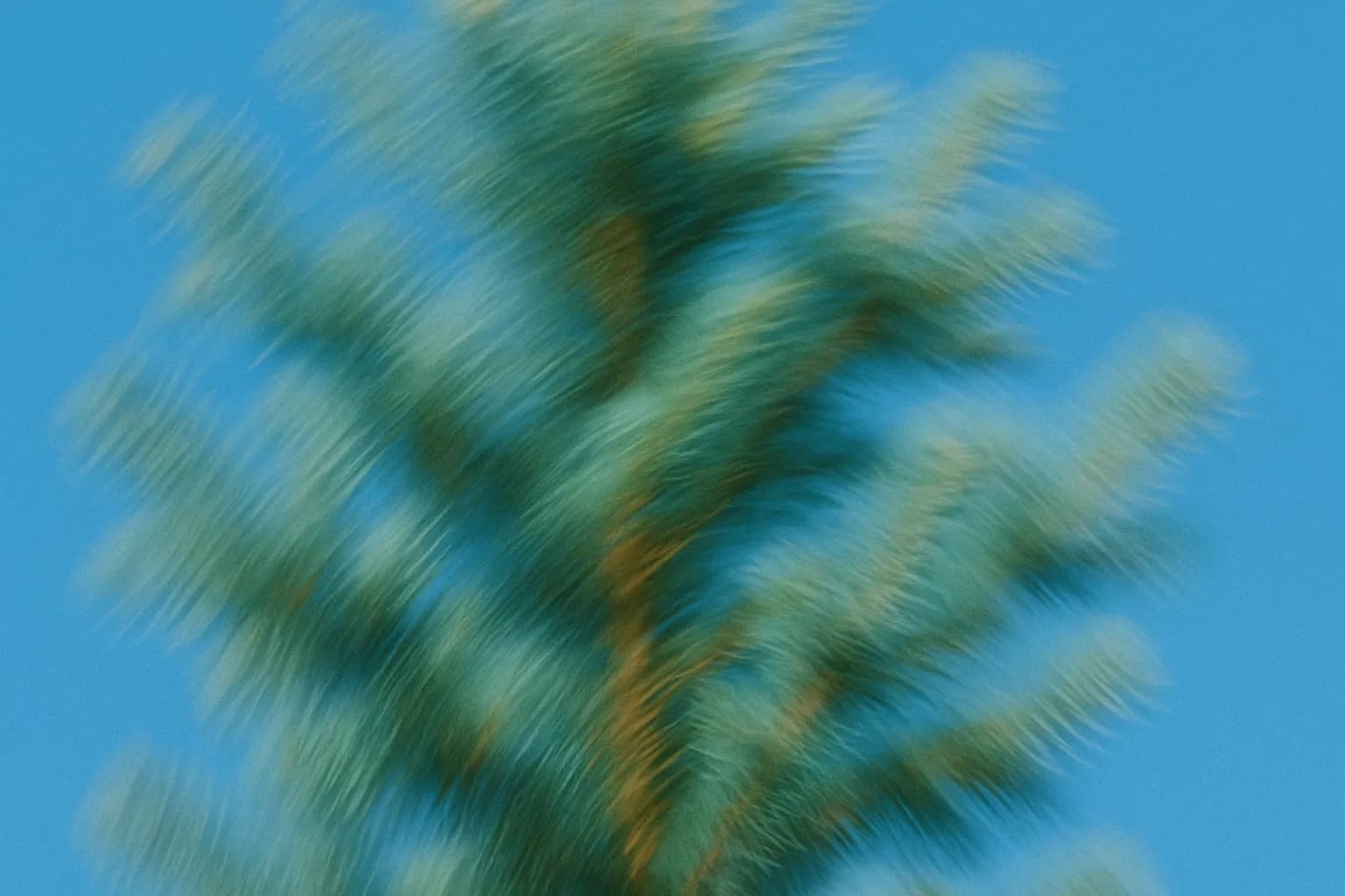 Background tree image